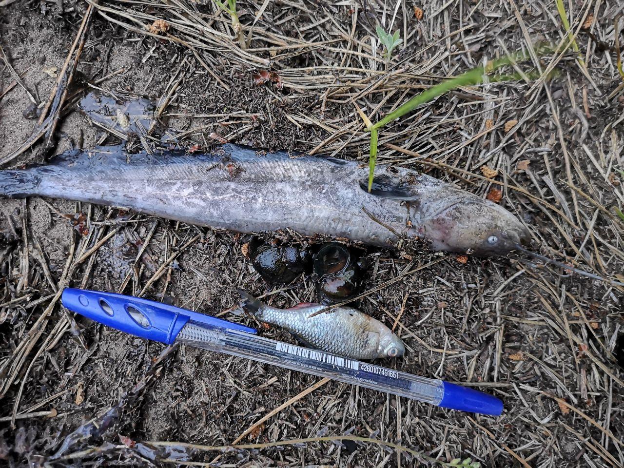 20 км Немана усыпаны мертвой рыбой: это от жары или из-за слива отходов?