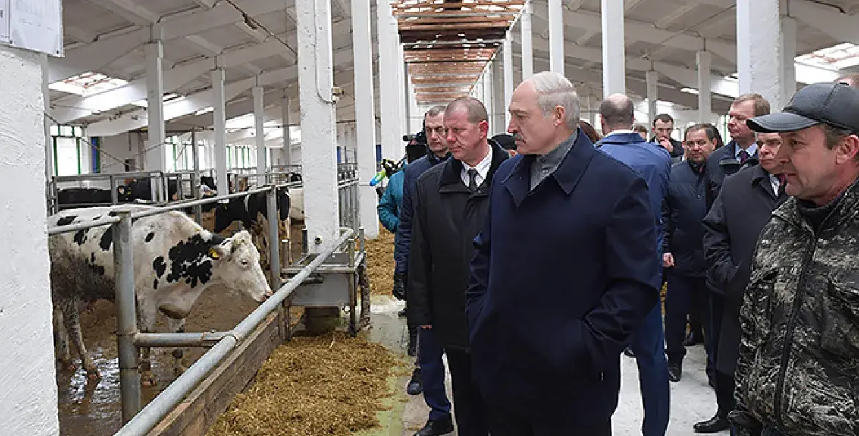 Лукашенко во время посещения хозяйства &quot;Купаловское&quot; / president.gov.by​