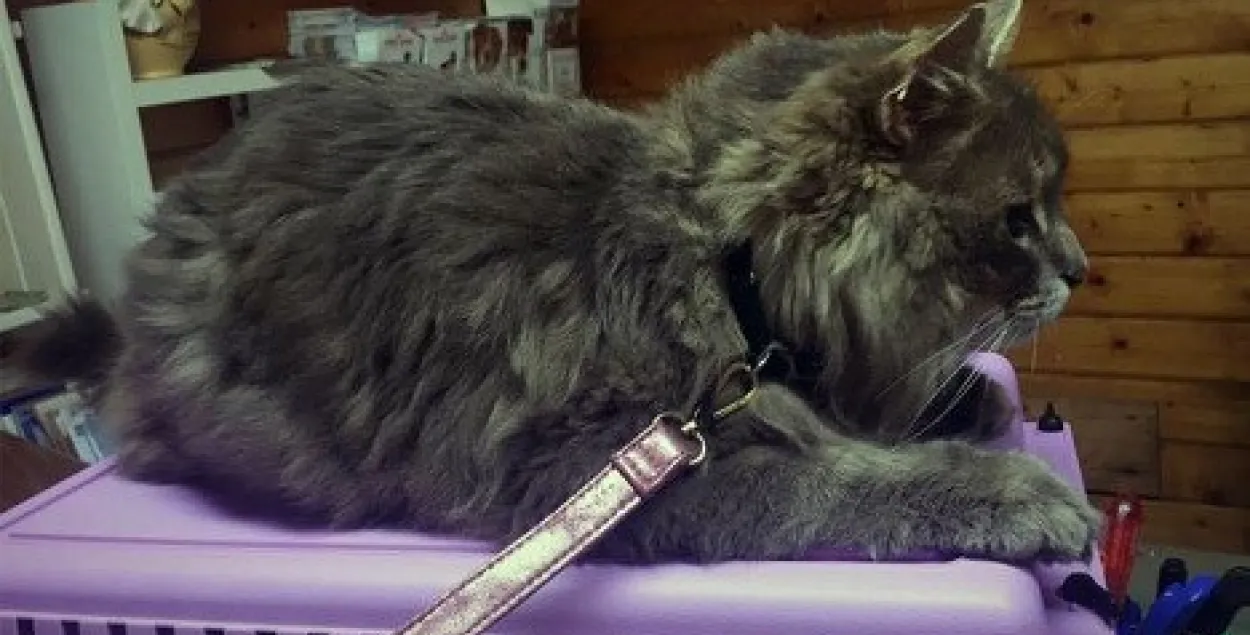 Шведскі кот раптоўна апынуўся ў Францыі за 1700 кіламетраў ад дома 