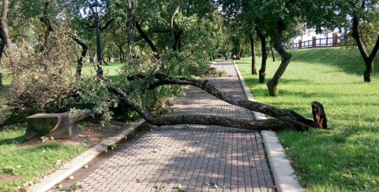 У Мінску высадзяць новыя дрэвы замест пашкоджаных ураганам