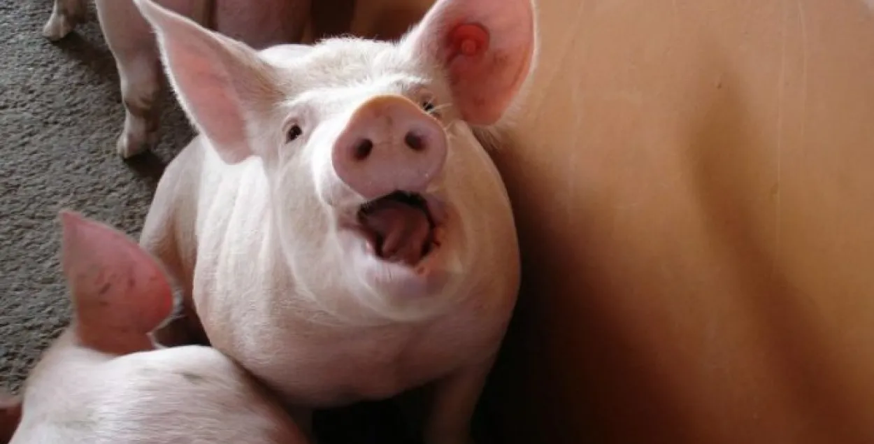В Гомельском районе уничтожили 73 тысячи свиней. Но нет, не из-за чумы 