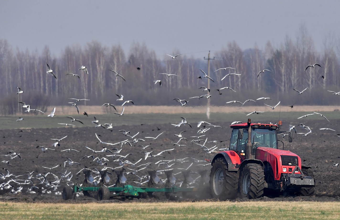 “Сельское хозяйство не заколосится”: как Беларусь переживёт дефицит еды в мире