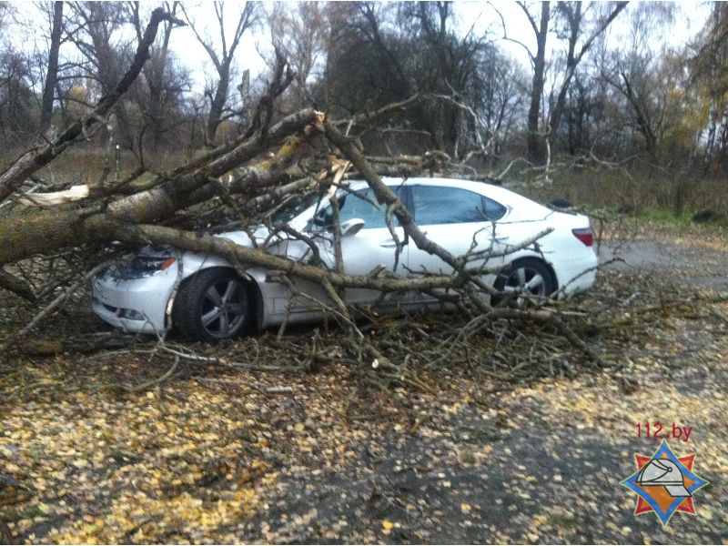 У Брэсце на мужчыну і "Лексус" звалілася дрэва (фота)