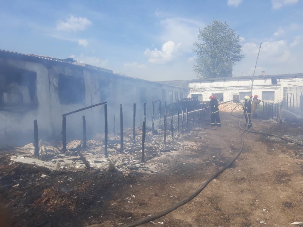 У пажары на ферме ў Барысаўскім раёне загінулі 18 цялятаў
