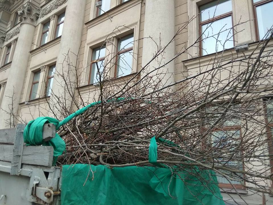 Липовое озеленение: вместе с пихтами в кадках в центре Минска высадят липы
