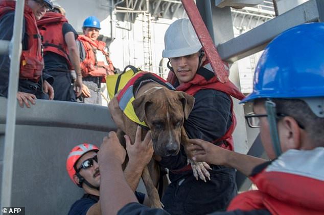 Две девушки и две собаки выжили после пяти месяцев дрейфа в Тихом океане