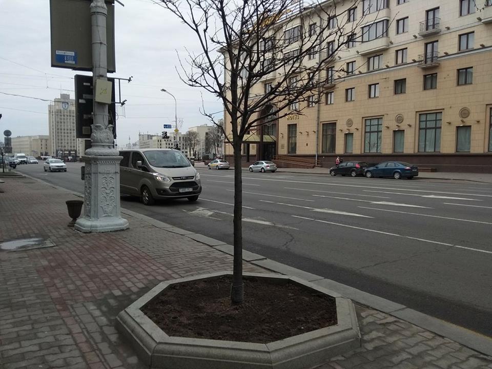 На проспекте Независимости в Минске снова пересаживают деревья
