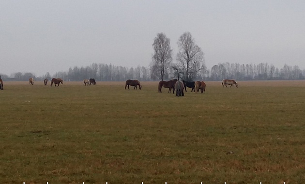 З Польшчы ў Беларусь збег табун коней (фота)