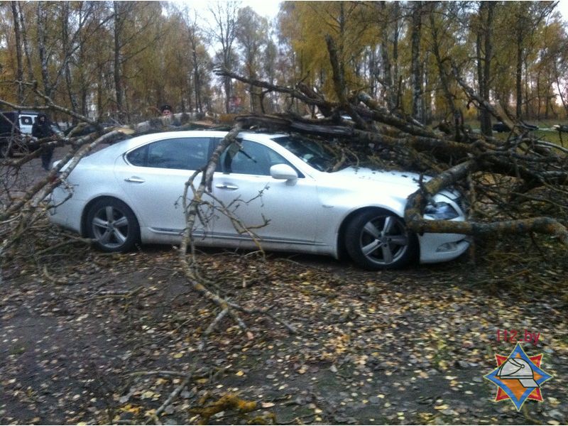 У Брэсце на мужчыну і "Лексус" звалілася дрэва (фота)