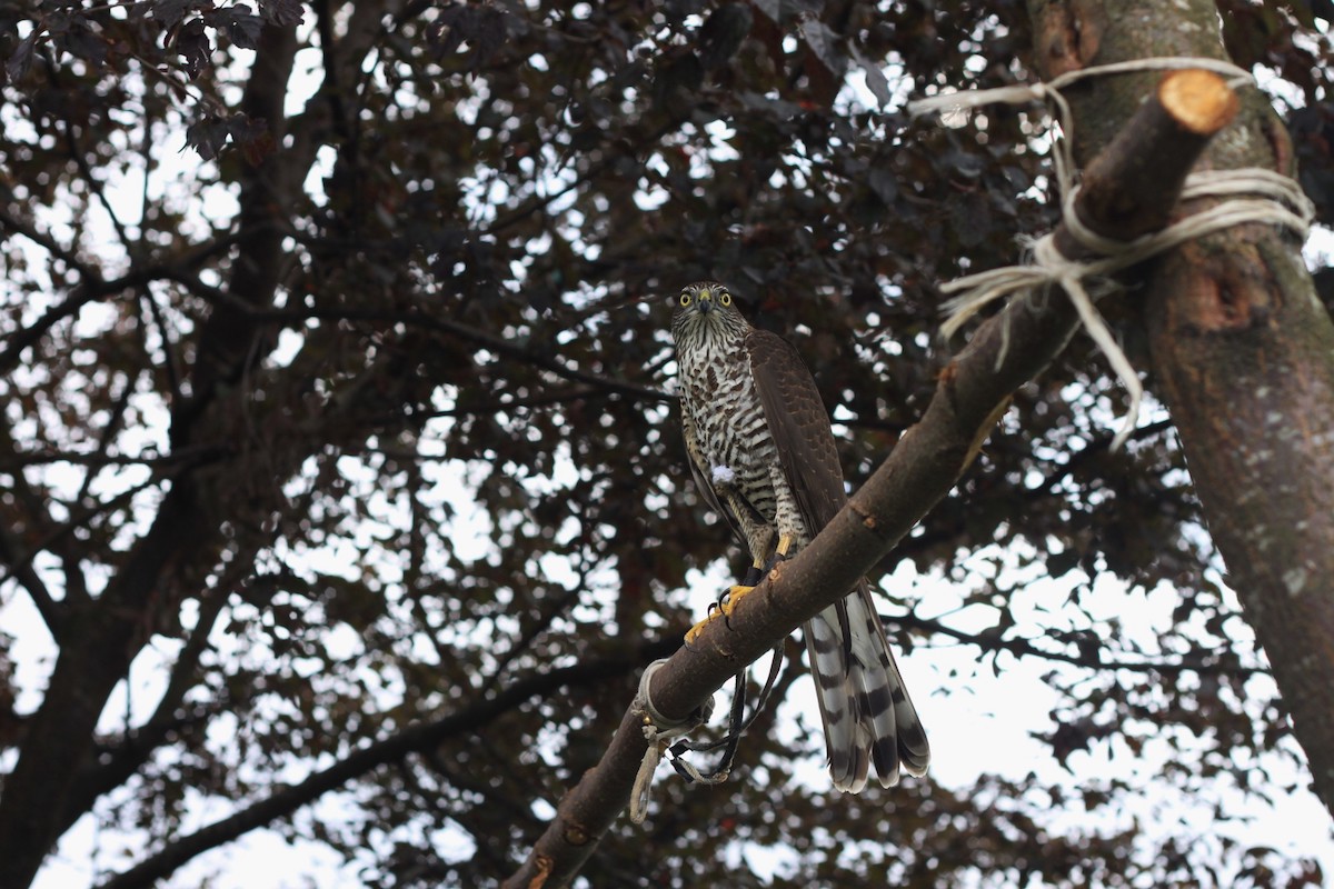 Birdwatching в Аджарии. Как птицы привлекают туристов