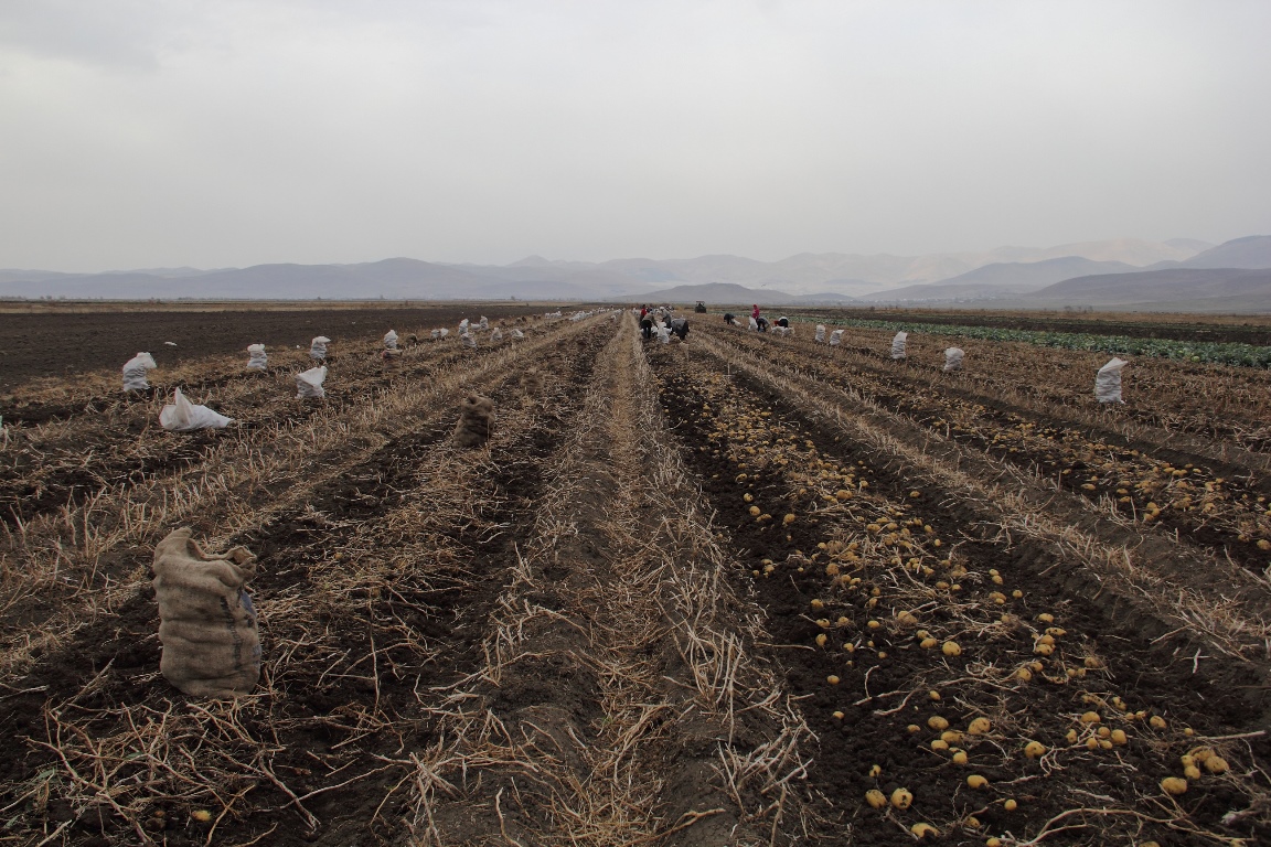 Картофельные королевы. Как в Армении убирают урожай картошки