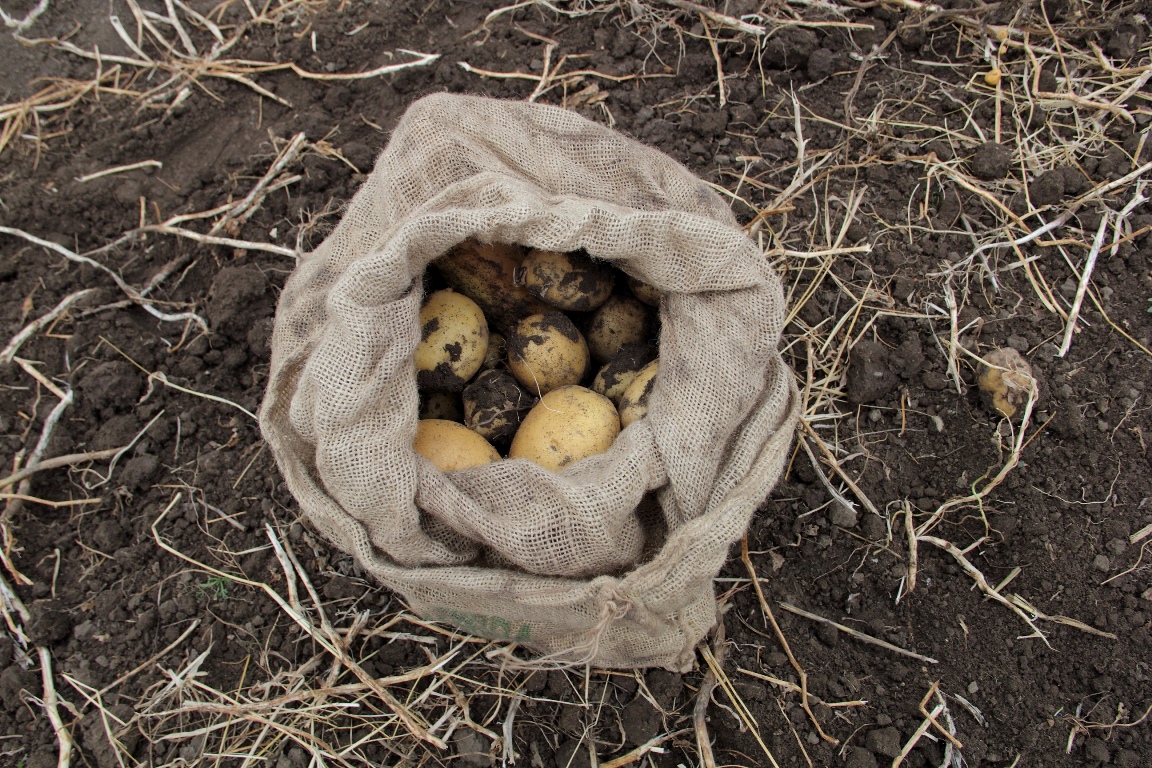 Картофельные королевы. Как в Армении убирают урожай картошки