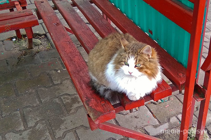 В Пинске кошка ждёт умершую хозяйку на остановке напротив её дома