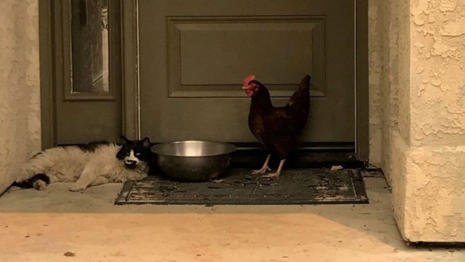 В Калифорнии курица с котом вдвоём спаслись от пожара Carr Fire 