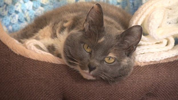 “Найтаўсцейшая котка Брытаніі” знайшла сабе дом з чацвёртай спробы