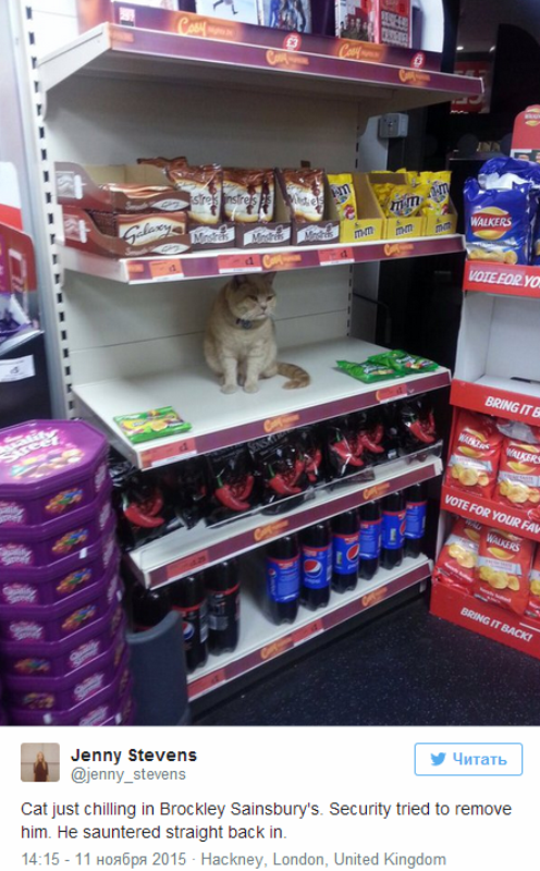 Кот з брытанскага супермаркета стаў героем сацсетак (фота)