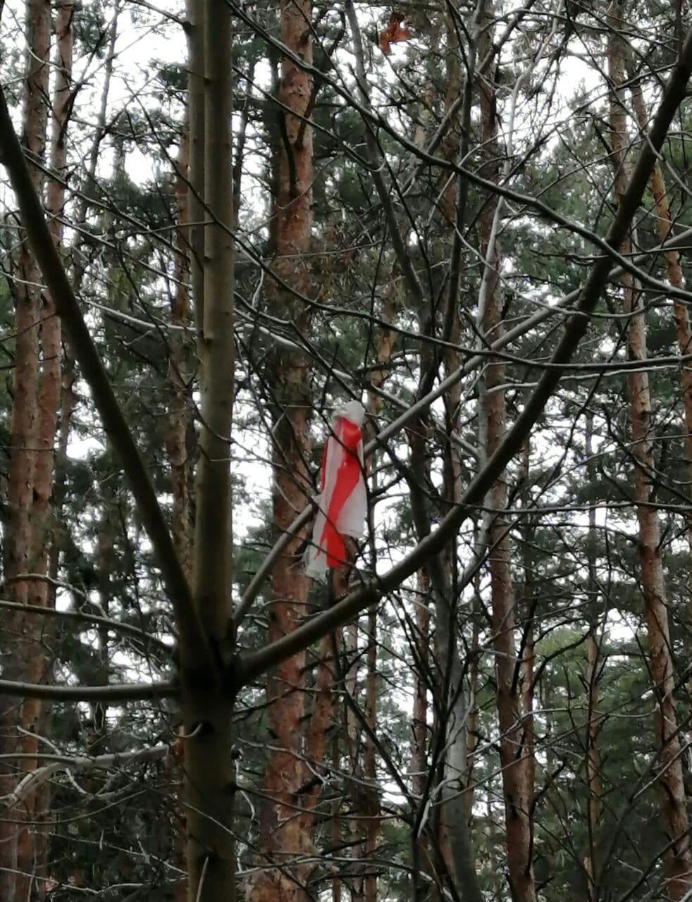 На деревьях в Заводском районе Минска появились БЧБ-ленточки