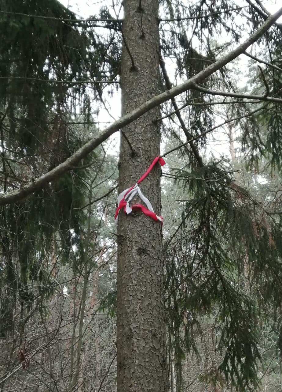 На деревьях в Заводском районе Минска появились БЧБ-ленточки