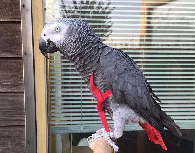 У Вялікабрытаніі папугай зрабіў замову ў інтэрнэт-краме