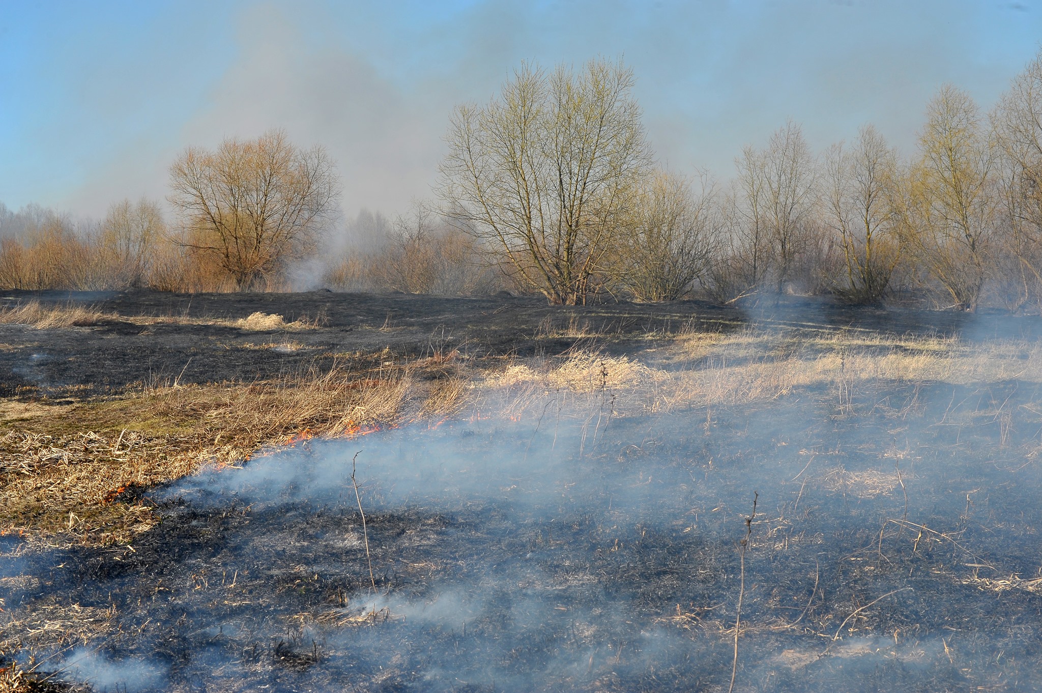 Почти 3000 пожаров за пару месяцев: почему горит Белорусское Полесье