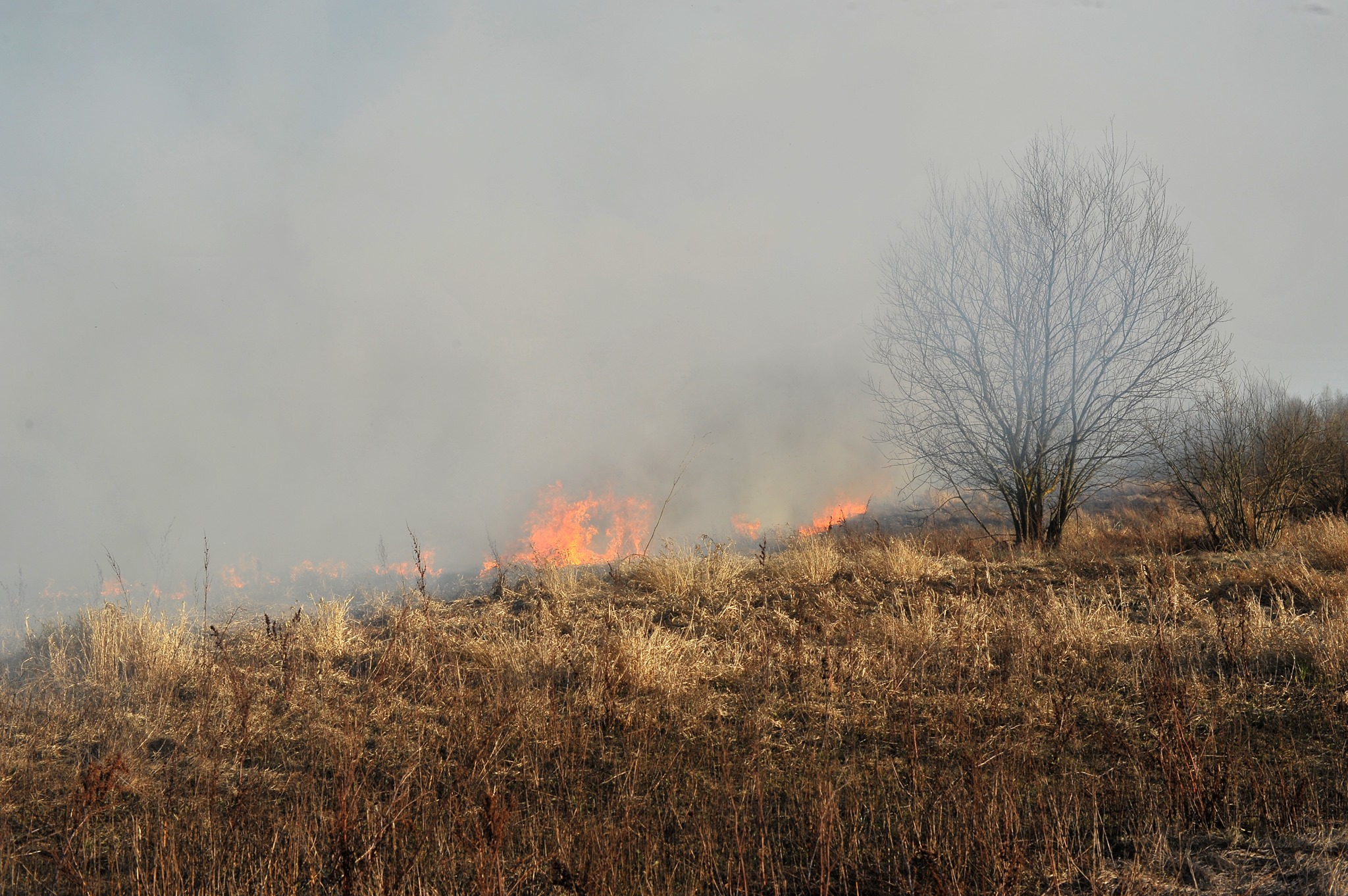 Почти 3000 пожаров за пару месяцев: почему горит Белорусское Полесье