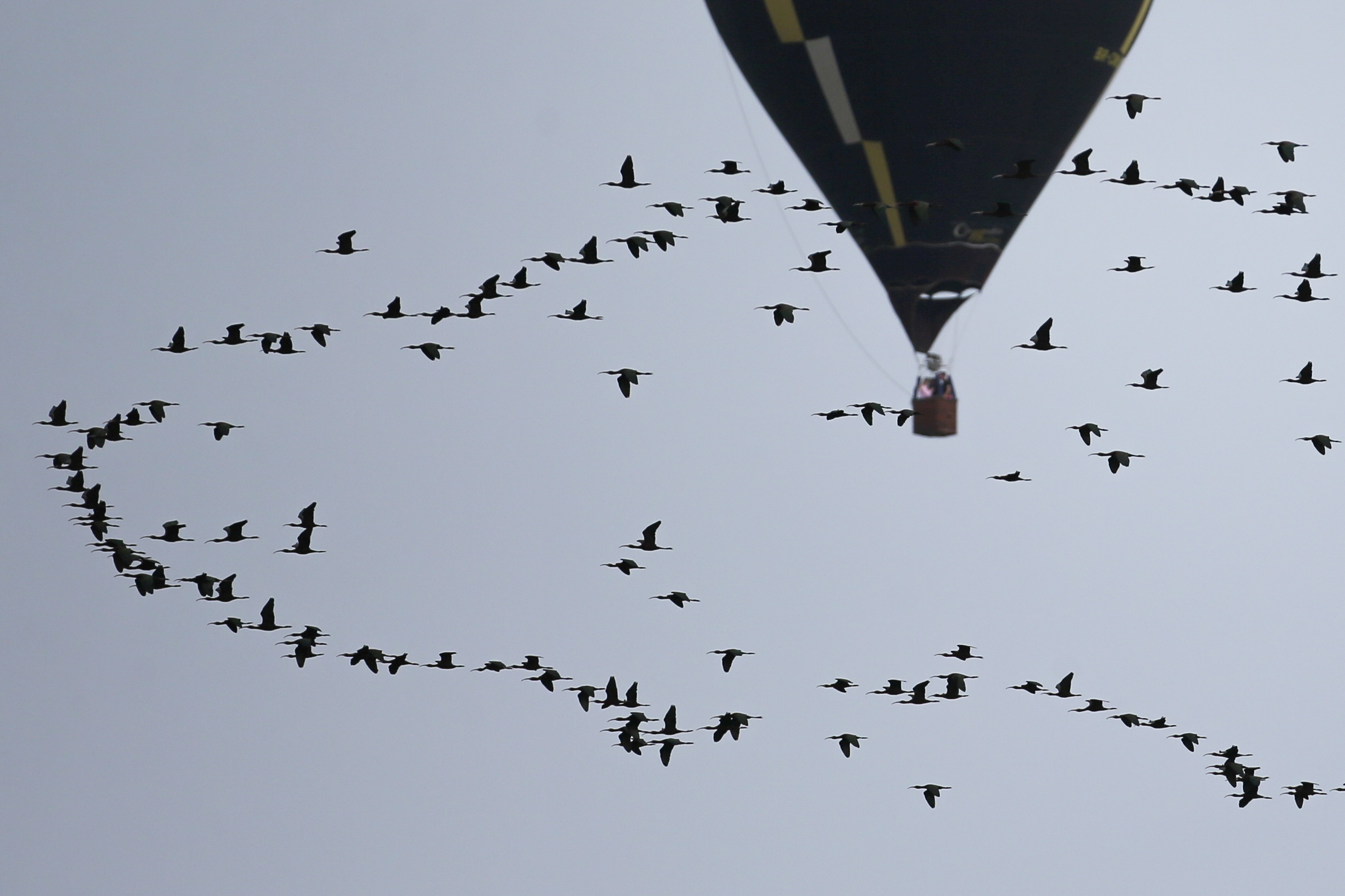Перелётные птицы и объятия на протестах: фото недели по версии Reuters
