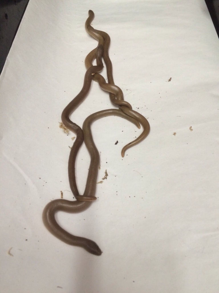 Беларускія мытнікі знайшлі змеяў у ляльцы, дасланай з ЗША (фота)