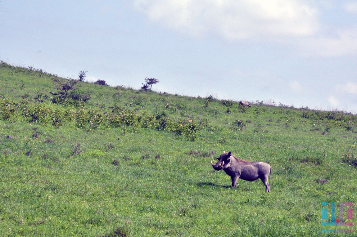 Африканское сафари — один день в саванне среди диких животных (фото)