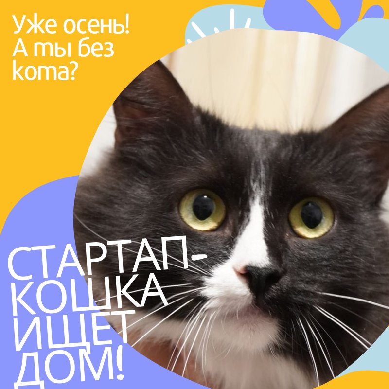 Чтобы пристроить “стартап-кошку”, минчанин опубликовал необычное объявление