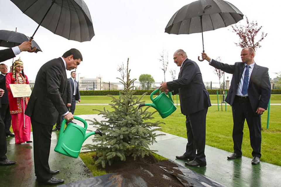 Аграномы кажуць, што Лукашэнка і Бердымухамедаў правільна палівалі елку ў дождж
