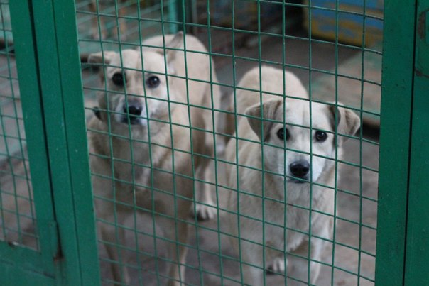 “Вывозит собак на опыты и фарш”: в приюте на Гурского подрались зоозащитники