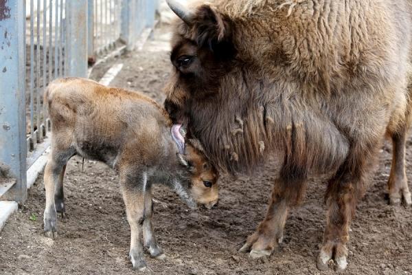 Гродненцы выбирают имя для зубренка, впервые в истории родившегося в зоопарке