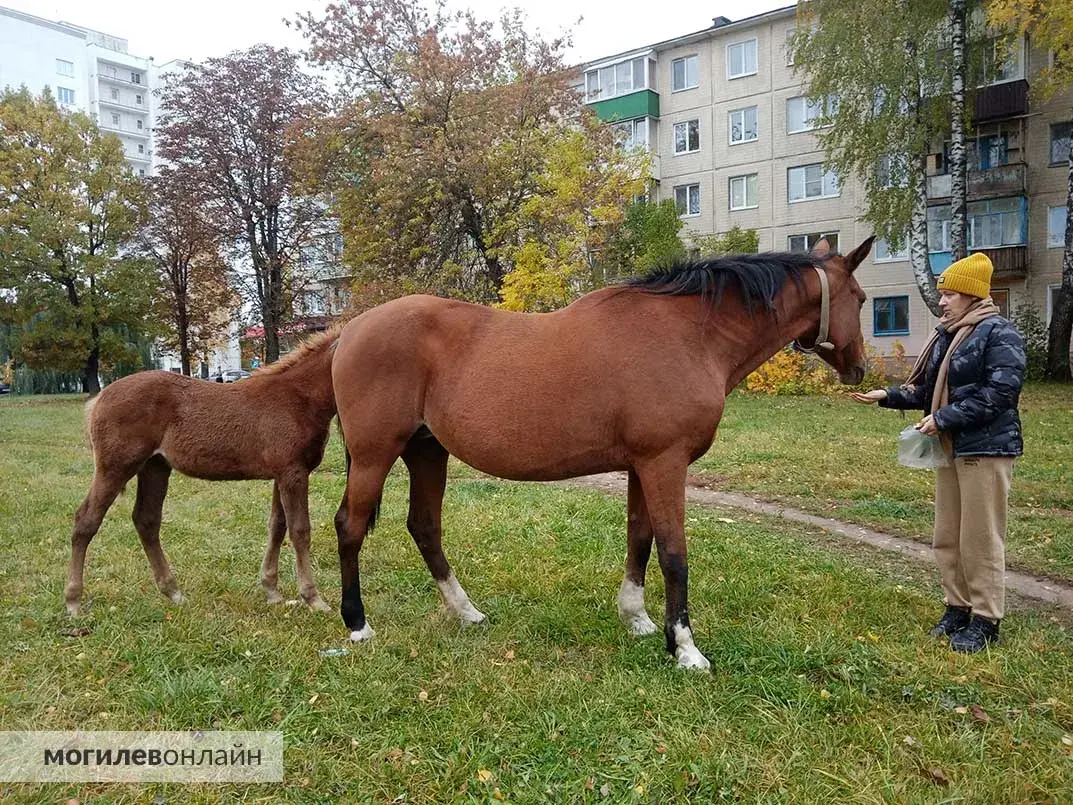 В Могилёве нашествие лошадей: табун бесконтрольно бродит по городу
