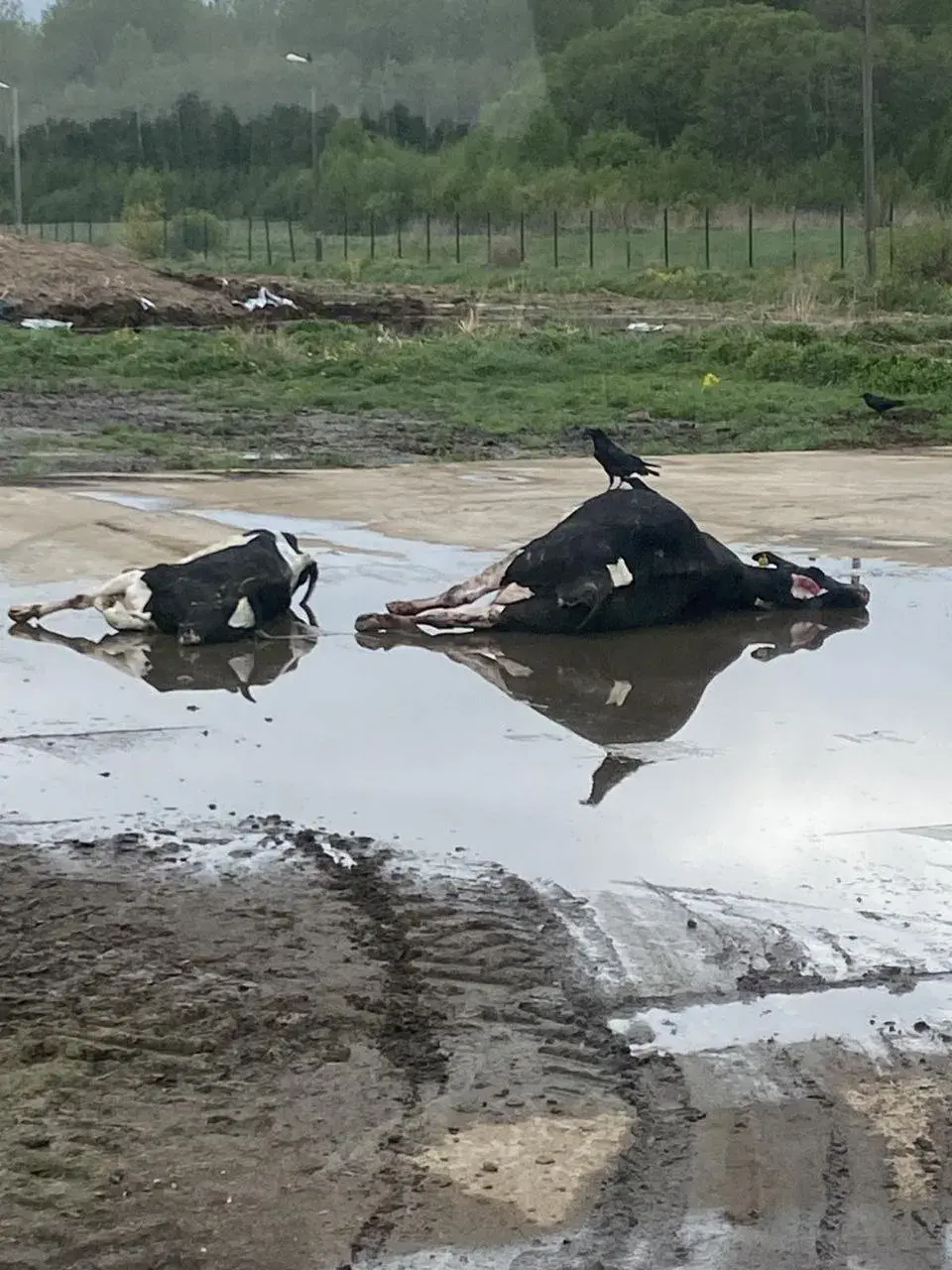 У Гарадоцкім раёне мёртвую жывёлу скідаюць проста ў палях 