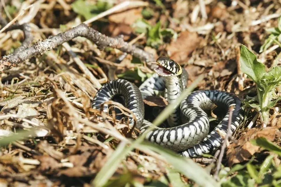 Как отличить ужа от гадюки в Беларуси 