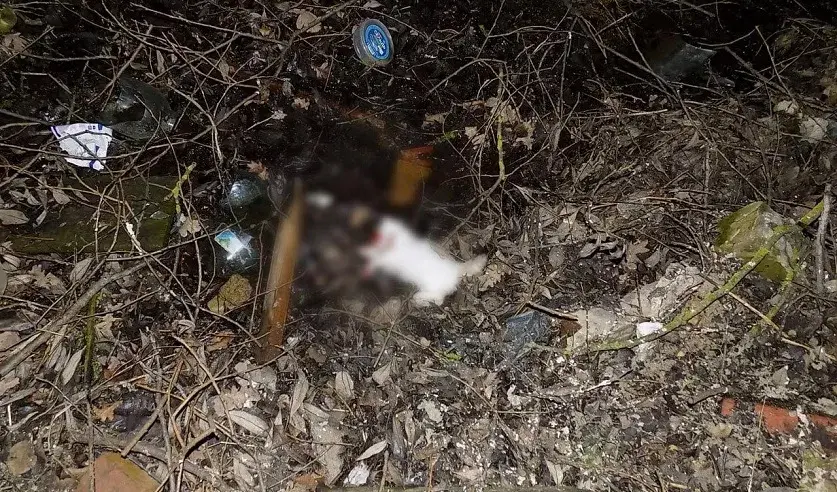 У Бабруйску мужчына забіў кацяня на вачах у 10-месячнай дзяўчынкі