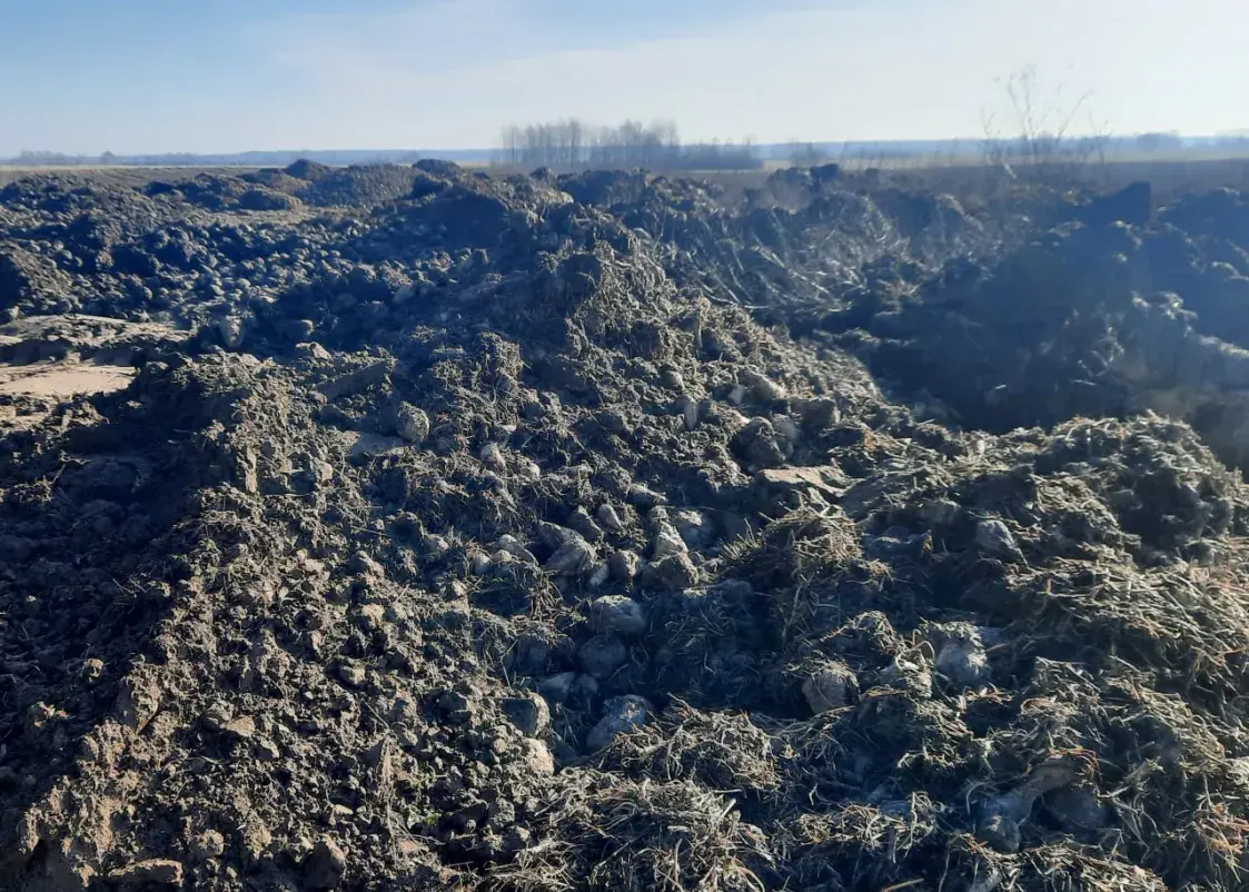 У Рагачоўскім раёне 50 тон буракоў пакінулі "зімаваць" на ўскраіне поля