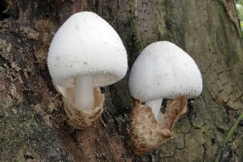 Грибники, золотистую сыроежку и ещё три съедобных гриба занесли в Красную книгу