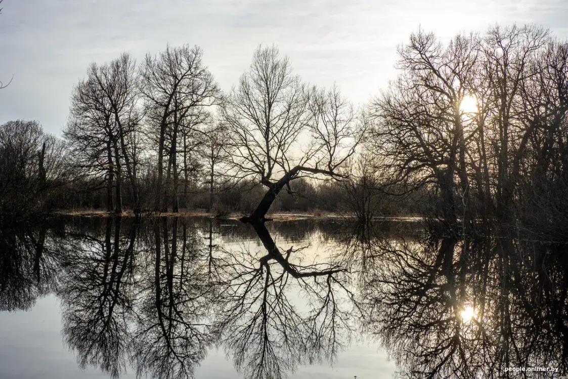 Половодье Припяти — на красивых фото