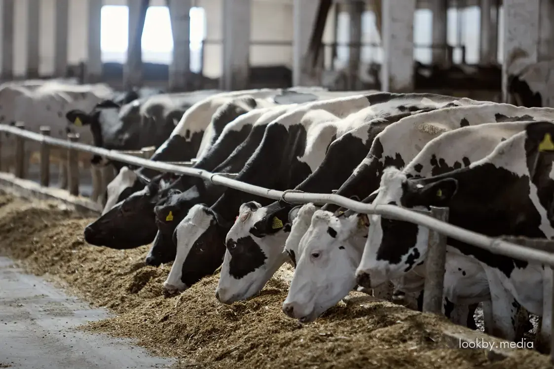 Беларусь закрыла ввоз скота и мяса из некоторых регионов России и Казахстана