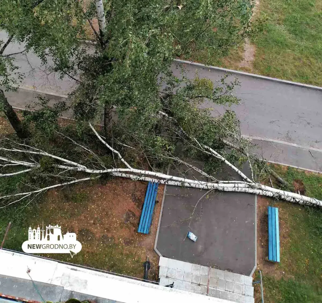 Ураганный ветер в Беларуси — в Гродно повалило десятки деревьев. Фото