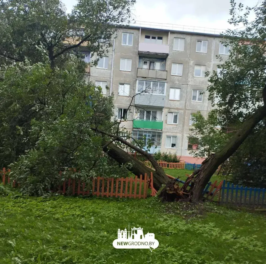 Ураганный ветер в Беларуси — в Гродно повалило десятки деревьев. Фото