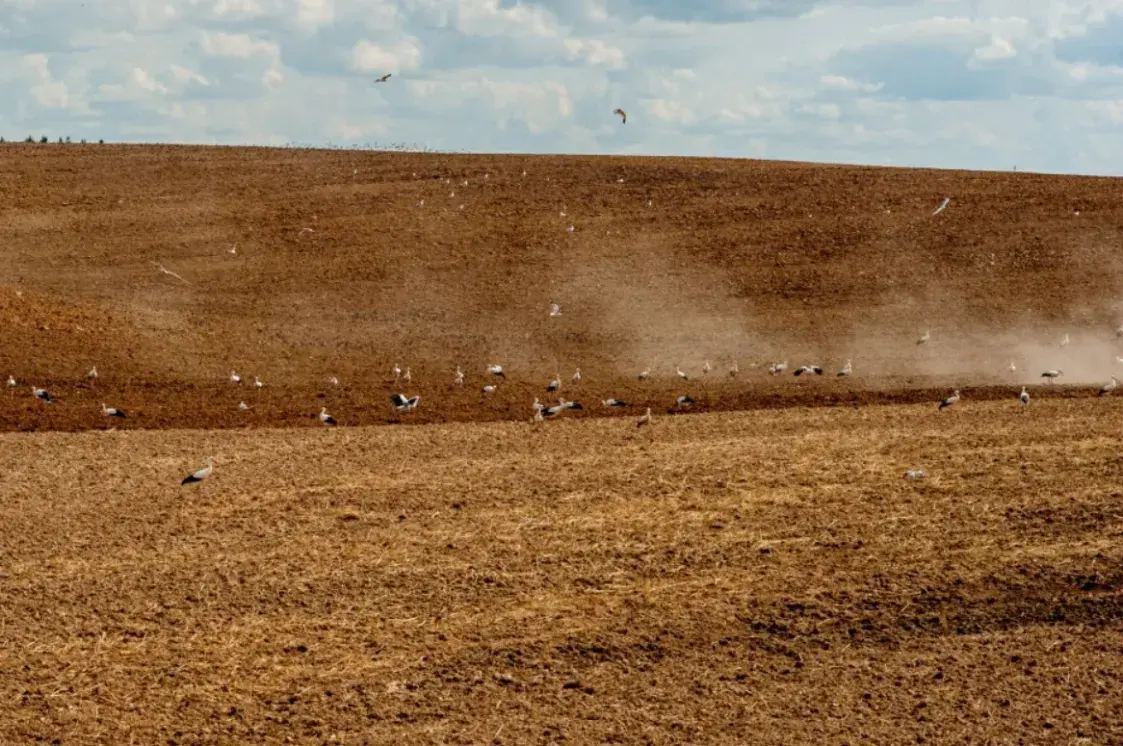 Почти сотня аистов прилетела на поле под Минском (фото)