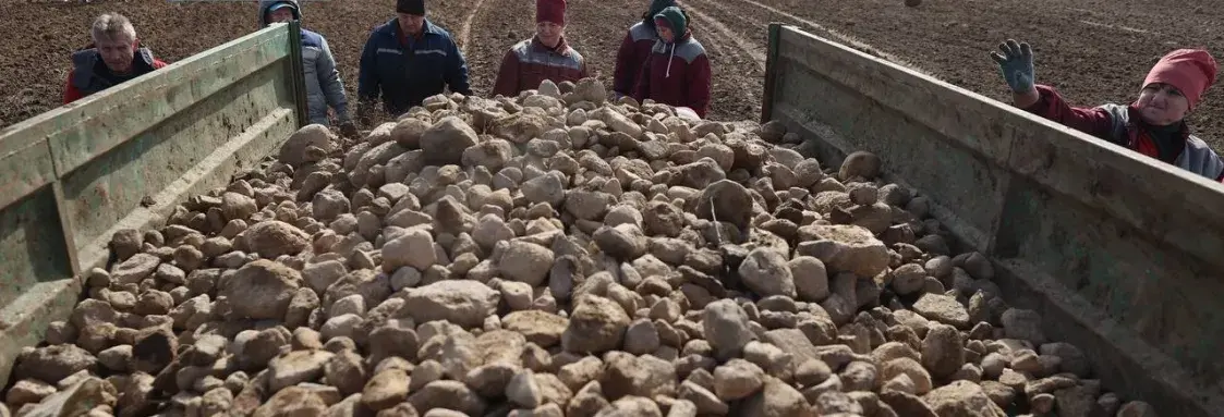 У Ашмянскім раёне студэнтаў і вайскоўцаў адправілі на палі збіраць камяні