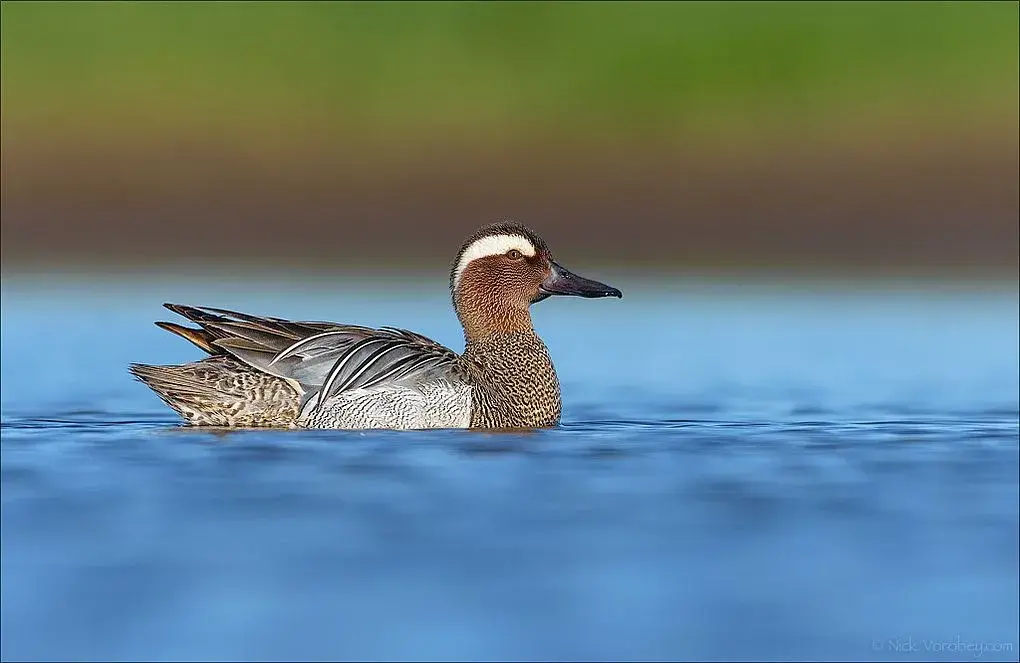 В Беларуси выбирают Птицу года-2026. Голосуйте и вы!