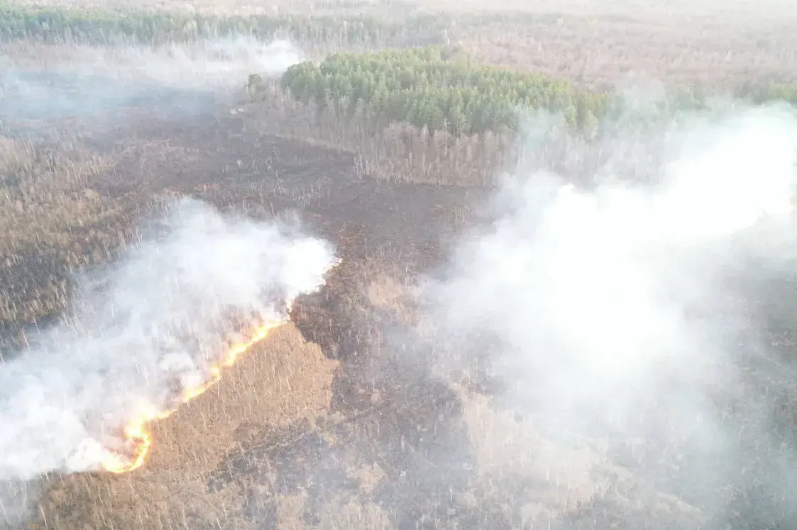 Лясныя пажары ліквідоўвалі ў чатырох абласцях Беларусі