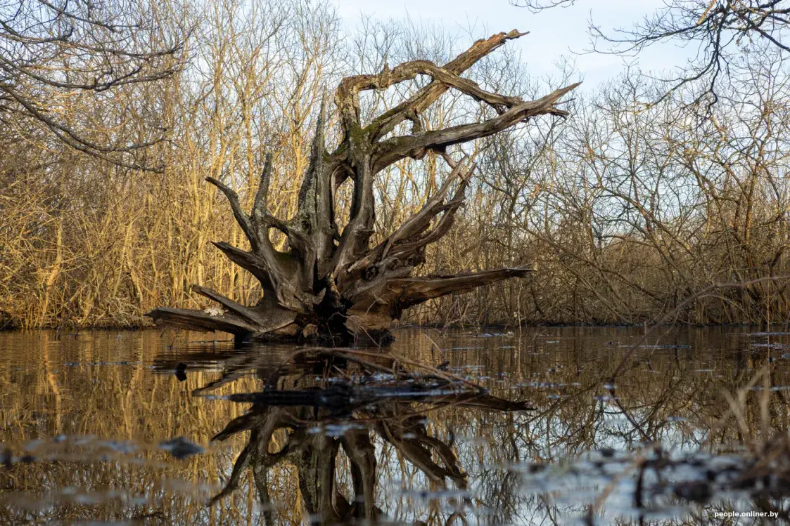 Половодье Припяти — на красивых фото