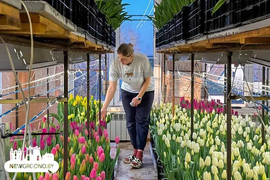 Семья из Гродно вырастила 15 тысяч тюльпанов прямо у себя дома