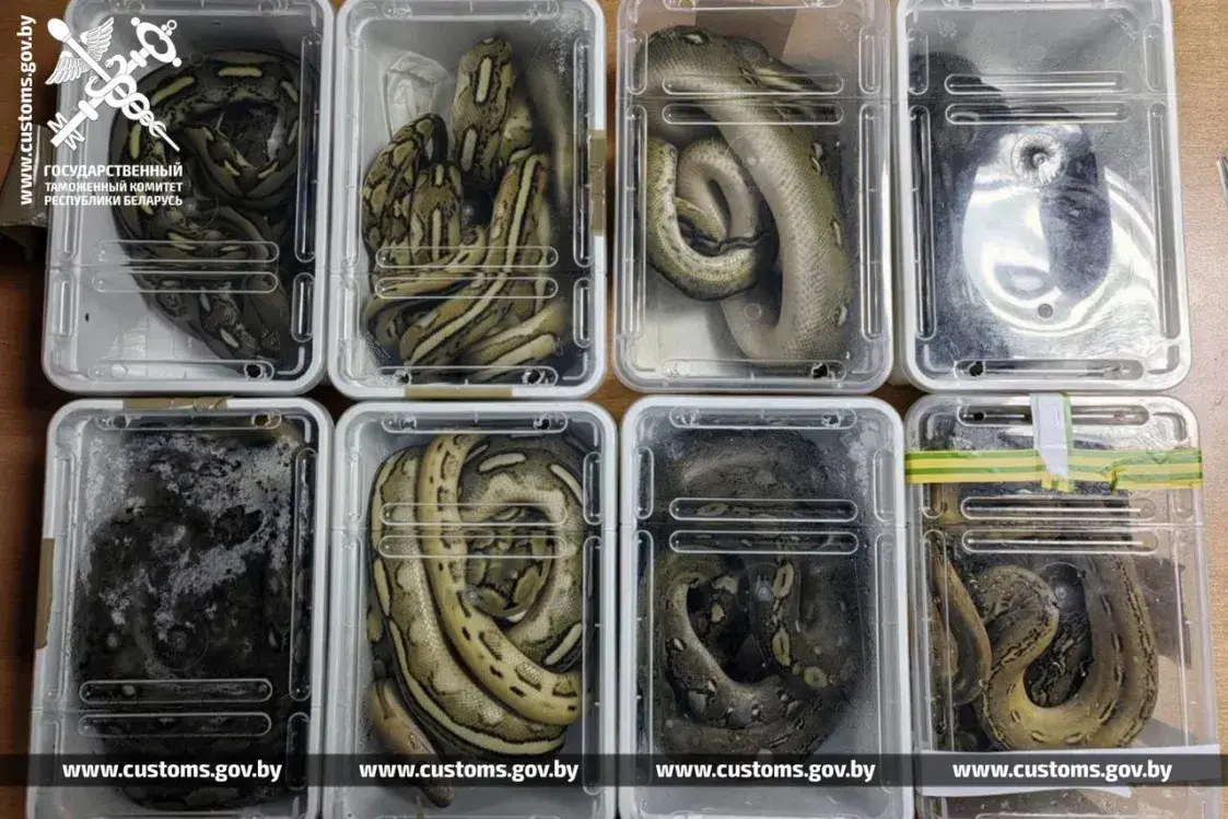 З аўтобуса з Польшчы беларускія мытнікі зноў выцягнулі пітонаў