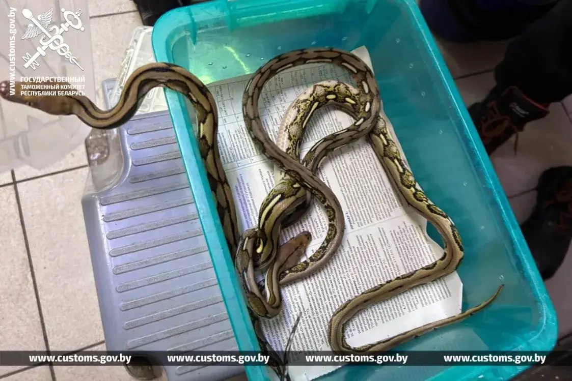 З аўтобуса з Польшчы беларускія мытнікі зноў выцягнулі пітонаў